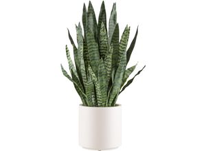 4064118241010 - Kunstpflanze CREATIV GREEN Sanseveria zeylanica Kunstpflanzen Gr H 90 cm 1 St grün im eleganten cremefarbenen Topf