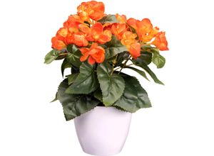 4064118241096 - Kunstblume CREATIV GREEN Begonie orange H28cm Kunststoff Kunstpflanzen mit farbenfrohen Blüten 4064118241096 - Kunstblume CREATIV GREEN Begonie orange H28cm Kunststoff Kunstpflanzen mit farbenfrohen Blüten
