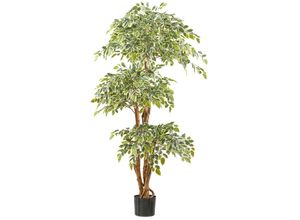 4064118242017 - Kunstpflanze CREATIV GREEN Ficus benjamina grün (grünweiß) H165cm Kunststoff Kunstpflanzen mit Naturstamm