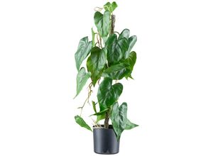 4064118242215 - Kunstblume CREATIV GREEN Flamingoblume grün (grünweiß) H66cm Kunststoff Kunstpflanzen mit verschlungenem Stamm