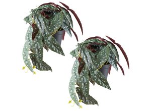 4064118242581 - Kunstpflanze CREATIV GREEN Begonia maculata grün B40cm H24cm Kunststoff Kunstpflanzen mit naturgetreuem Blattwerk