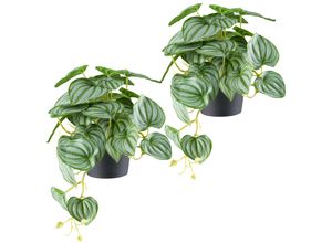 4064118242598 - Kunstpflanze CREATIV GREEN Peperomia grün (grüngrau) B40cm H24cm Kunststoff Kunstpflanzen mit naturgetreuem Blattwerk Peperomia