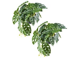 4064118242604 - Kunstpflanze CREATIV GREEN Monstera adesonii grün B40cm H24cm Kunststoff Kunstpflanzen mit naturgetreuem Blattwerk