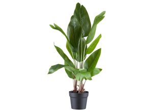 4064118250272 - P & B Kunstpflanze Grün Kunststoff 70 cm inkl Topf Dekoration Blumen & Zubehör Kunstpflanzen 4064118250272 - P & B Kunstpflanze Grün Kunststoff 70 cm inkl Topf Dekoration Blumen & Zubehör Kunstpflanzen