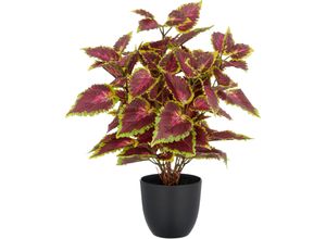4064118352525 - Kunstpflanze CREATIV GREEN Buntnessel Coleus Kong red rotcreme H40cm Kunststoff Kunstpflanzen mit Luftwurzeln