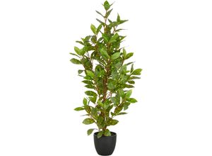 4064118352655 - Kunstpflanze CREATIV GREEN Acuba grün H90cm Kunststoff Kunstpflanzen mit schönem Blattwerk