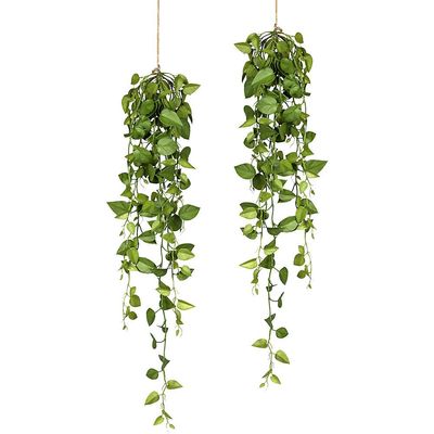 4064118836995 - Kaiserkraft - 570314 Philodendron-Hängezopf 2er-Set Länge