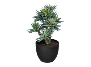 4064118844105 - P & B Sukkulenten  Grün  Kunststoff  30 cm  inkl Topf  Dekoration Blumen & Zubehör Kunstpflanzen