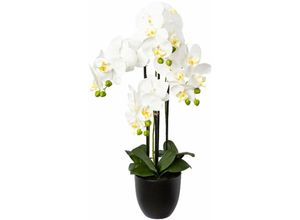 4064118856672 - Schmetterlingsorchidee - Phalenopsis Weiß 4 Blütenrispen im Topf 69 cm - Kunstpflanzen - Gasper