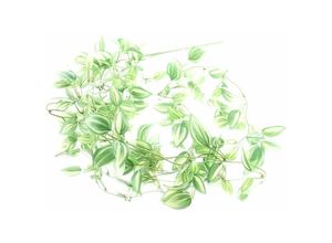 4064118860990 - Tradescantienranke Grün & Weiß 102 cm - Kunstpflanzen - Gasper