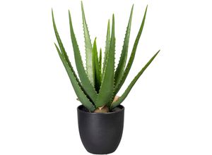 4064118968252 - Künstliche Zimmerpflanze CREATIV GREEN Aloe Kunstpflanzen Gr B H 20 cm x 47 cm 1 St grün Künstliche Zimmerpflanzen 4064118968252 - Künstliche Zimmerpflanze CREATIV GREEN Aloe Kunstpflanzen Gr B H 20 cm x 47 cm 1 St grün Künstliche Zimmerpflanzen