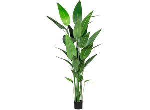 4064118971344 - Künstliche Zimmerpflanze CREATIV GREEN Wassercanna Kunstpflanzen Gr H 210 cm 1 St grün Künstliche Zimmerpflanzen