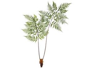 4064118992806 - Kunstpflanze Dyropteris II in Grün ca 150cm