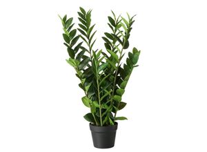 4066076328475 - Topfpflanze Zamioculcas Topfpflanze Zamioculas