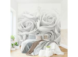 4066332220697 - Micasia - Fototapete - Weiße Rosen Schwarz-Weiß Größe HxB 240cm x 240cm Material Vlies Smart