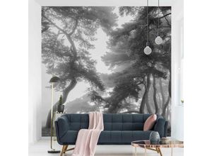 4066332589480 - Micasia - Fototapete - Majestätischer Wald in Schwarz-weiß Größe HxB 192cm x 192cm Material Vlies Smart