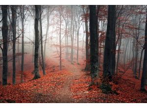 4067437732399 - Leinwandbild QUEENCE Herbstwald Bilder Gr B H 90 cm x 60 cm rechteckig Bäume-Baumbilder Querformat 1 St rot Leinwandbilder Akustikbild mit sehr guten Schallabsorptions-Eigenschaften