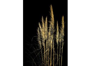 4067437735642 - Acrylglasbild Pampas Gras - Acrylbilder mit Blattgold veredelt Bilder Gr B H 100 cm x 150 cm Acrylglasbild mit Blattgold 1 St goldfarben (gold) Acrylglasbilder Goldveredelung Handgearbeitet Gerahmt Edel