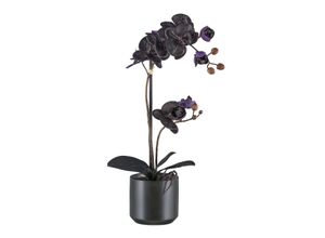 4068222241584 - Kunstorchidee BRUNO BANANI Orchidee Phalaenopsis schwarz H50cm Kunststoff Kunstpflanzen mit real-touch-Blüten