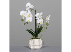 4099886030986 - Kunstblume Orchidee (H 48 cm) H 48 cm beige Pflanze Kunstpflanze Zimmerpflanze