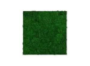 4250055118243 - Modular Wall Akustik 3D Paneele 520 x 520 mm Nature Green Moos Moos Pflanzenwand Paneele Echtmoos - Jangal