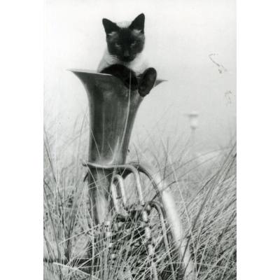 4250326900003 - Postkarte - Tenorhorn mit Katze
