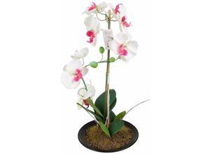 4250407324476 - Buri - Künstliche Orchidee 2 Rispen Weiß Pink 50cm Kunstblume Phalaenopsis Kunstpflanze