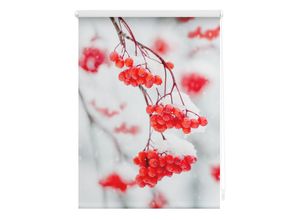 4250434121642 - Lichtblick Rollo Klemmfix ohne Bohren blickdicht Vogelbeeren - Rot Weiß 100 cm x 150 cm (B x L)