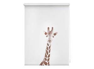 4250434132945 - Lichtblick Rollo Klemmfix ohne Bohren Verdunkelung Giraffe - Braun