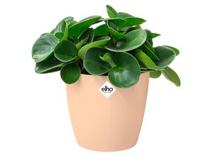 4250525397918 - Deuba® Blumentopf Brussels Nude 14x13cm 14L