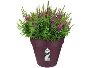 4250525397987 - Deuba® Blumentopf Maulbeere matt 19x18cm 3L