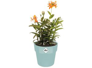 4250525398014 - Deuba® Blumentopf Mint 18x17cm 29L