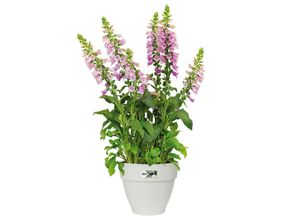 4250525398069 - Deuba® Blumentopf Weiß 20x17cm 32L