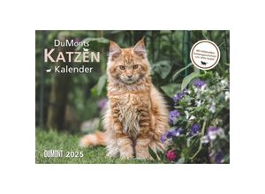 4250809652412 - DUMONT - DUMONTS Katzenkalender 2025 Broschürenkalender 42x29cm Wandkalender mit kurzweiligen Katzengeschichten von Jette Jorjan mit Schulferienter