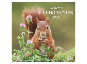 4250809652696 - DUMONT - Geliebte Eichhörnchen 2025 Wandkalender 38x355cm Fotokunst-Kalender mit liebevollen Eichhörnchen-Fotografien Kalender mit den wichtigsten