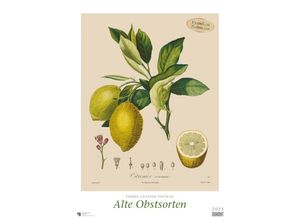 4250809652931 - DUMONT - Poiteau Alte Obstsorten 2025 Wandkalender 50x70cm Posterkalender mit Abbildungen von alten Obstsorten aus der Rara-Sammlung der Staatsbib