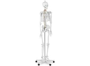 4250928697325 - Skelett Modell Menschliches Skelett Anatomisches Modell Skelett Lebensgroß Physa