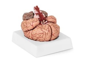 4250928697332 - - Gehirn Modell Anatomisches Modell Gehirn Gehirnmodell 9 Teilig 11 Mit Arterien