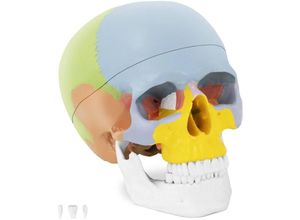 4250928697356 - - Schädel Modell Anatomisches Modell Menschlicher Kopf 11 Lebensgroß Farbig Pyhsa