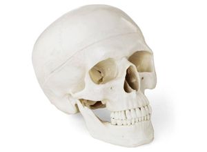 4250928697363 - Schädel Modell Anatomisches Modell Menschlicher Kopf 11 Lebensgroß Weiß Physa