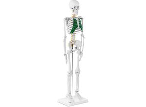 4250928697394 - Skelett Mini Menschliches Skelett Anatomisches Modell Mini Skelett 83 cm Physa