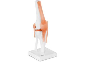 4250928697424 - Knie Modell Knie Gelenk Menschliches Skelett Anatomisches Modell Knie Lebensgroß