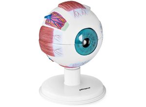 4250928697479 - Augenmodell Modell Menschliches Auge Anatomie Lehrmodell 7 Tlg Modell Physa