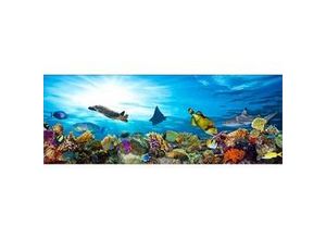 4251050564424 - Deco-Glas Bild - Aquarium 80 x 30 cm