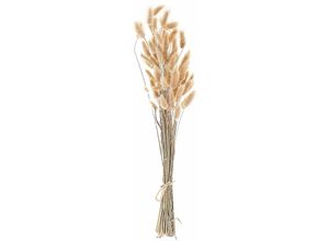 4251682291415 - Beliani - Trockenblumen Naturfarben 58 cm Samtgras Hasenschwanzgras Bunny Tail Getrockneter Blumenstrauß Getrocknete Blumen Dekoration