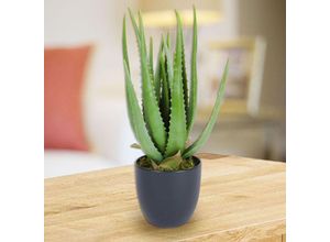 4251699800341 - Buri - Künstliche Aloe Vera im Topf 45cm Kunstpflanze Dekopflanze Blumentopf Aloevera