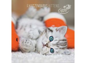 4251732340681 - Katzenbabys 2025 - Broschürenkalender 30x30 cm (30x60 geöffnet) - Kalender mit Platz für Notizen - Wandkalender - Wandplaner - Katzenkalender