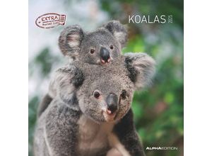 4251732340759 - Koalas 2025 - Broschürenkalender 30x30 cm (30x60 geöffnet) - Kalender mit Platz für Notizen - koala bears - Bildkalender - Wandplaner - Bärenkalender