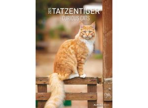 4251732342012 - Tatzentiger 2025 - Bildkalender A3 (297x42 cm) - Curious Cats - mit Feiertagen (DE AT CH) und Platz für Notizen - Wandplaner - Katzenkalender