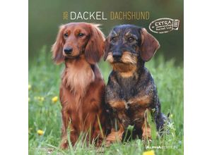 4251732343033 - Dackel 2025 - Broschürenkalender 30x30 cm (30x60 geöffnet) - Kalender mit Platz für Notizen - Dachshund - Bildkalender - Wandplaner - Dackelkalender